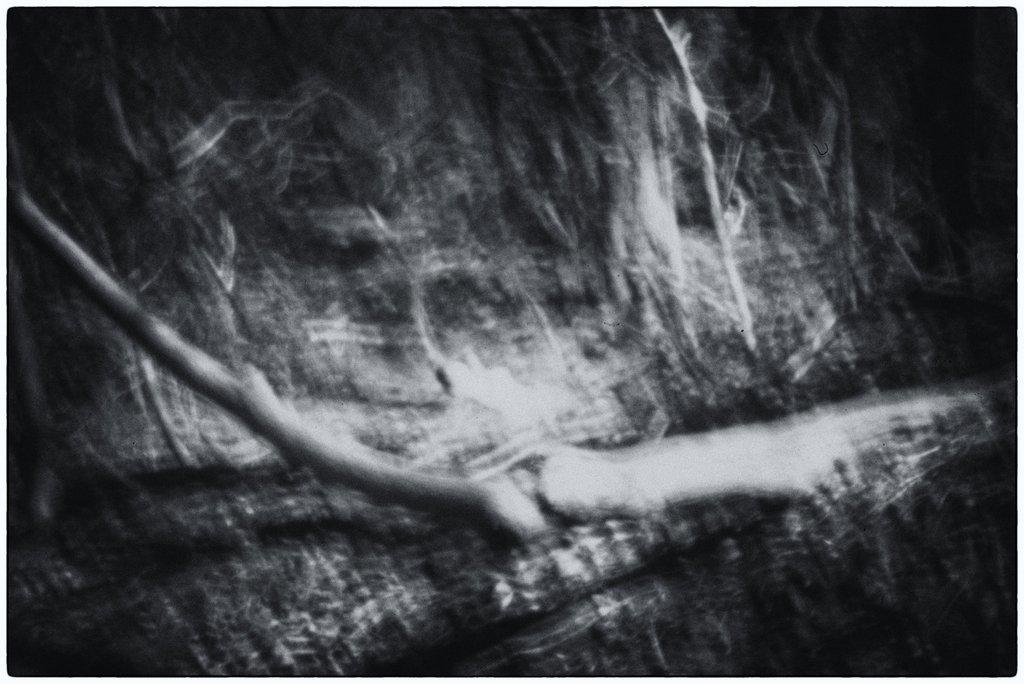 Abstract Trees & Bushes (Pinhole)