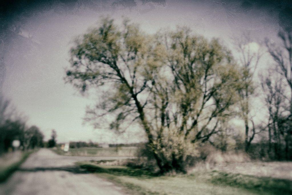 Old Fashioned Tree (Pinhole)