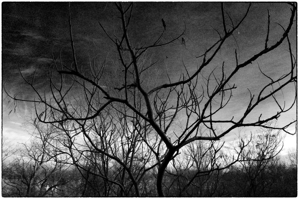 Black-and-white landscape photo of a leafless tree in the foreground, its branches spreading across the frame like a web against a cloudy sky. A dense line of bare trees and brush sits along the horizon, with a faint glimpse of water at the lower left, rendered in high-contrast tones and visible film-like grain.