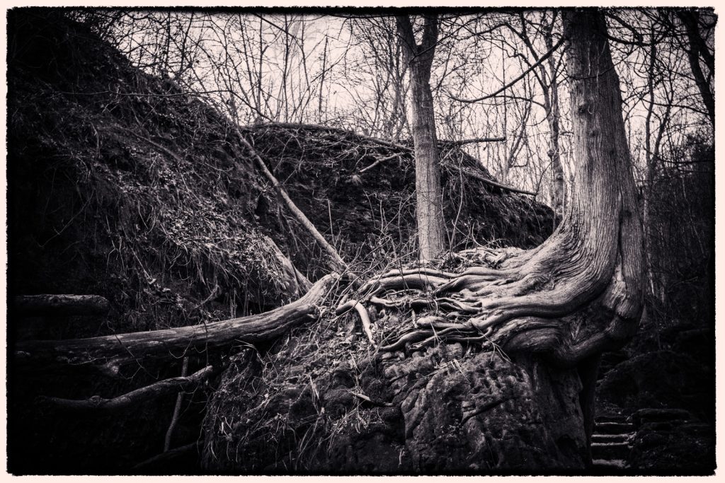 A black-and-white photograph of a forested ravine where a large tree clings to a rocky outcrop, its exposed roots twisting and gripping the stone. Bare branches fill the background, creating a dense lattice against the pale sky, while rough textures of bark, rock, and soil dominate the foreground. The composition emphasizes resilience and age through strong contrast and organic lines.